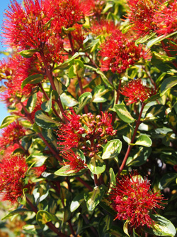 Metrosideros umbellata. 'Harlequin'