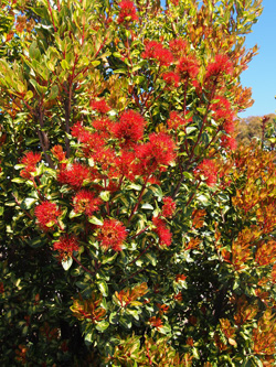 Metrosideros umbellata. 'Harlequin'