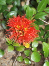 Metrosideros fulgens 'Red glow'