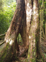 Metrosideros robusta 