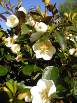 Michelia yunnanensis 'The Oracle'