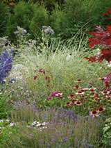 Miscanthus sinensis 'Morning Light'