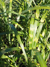 Miscanthus sinensis 'Zebrinus'