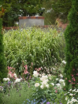 Miscanthus sinensis 'Zebrinus'