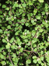 Muehlenbeckia astonii 