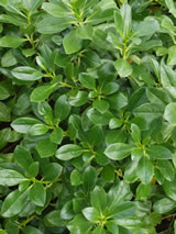 Myoporum laetum 'Decumbens'