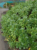 Myoporum laetum 'Decumbens'