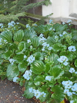 Myosotidium hortensis 