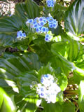 Myosotidium hortensis 