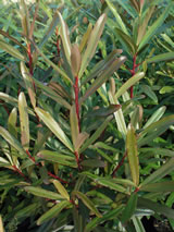 Myrsine salicina. 