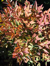 Nandina domestica 'Gulf Stream'