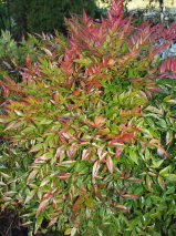 Nandina domestica 'Gulf Stream'