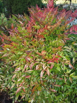 Nandina domestica 'Gulf Stream'