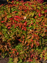 Nandina pygmaea. 