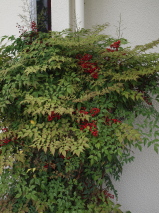 Nandina domestica 'Richmond'