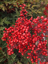 Nandina domestica 'Richmond'