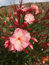 Nerium oleander 'Mrs F. Roeding'
