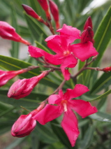 Nerium oleander 'Ruby Lace' Nerium oleander 'Ruby Lace'