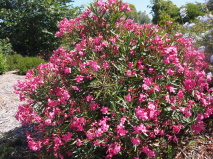 Nerium oleander 'Ruby Lace' Nerium oleander 'Ruby Lace'