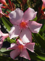 Nerium oleander 'Punctatum'