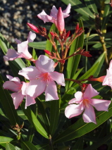 Nerium oleander 'Punctatum'