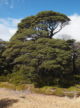 Nothofagus solandri. 'Cliffortioides'