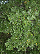 Nothofagus truncata 