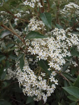 Olearia cheesemanii. 