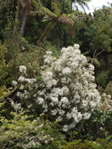 Olearia cheesemanii. 