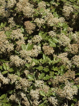 Olearia paniculata 