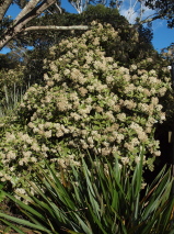 Olearia paniculata 
