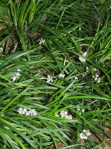 Ophiopogon japonicus 