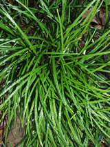 Ophiopogon planiscapus 