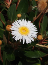 Pachystegia rufa 