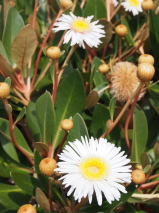 Pachystegia rufa 