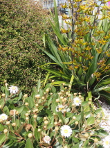 Pachystegia rufa 