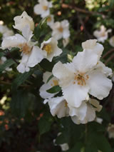 Philadelphus xpurpureo-maculatus 'Belle Etoile'