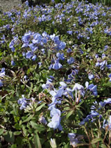 Phlox stolonifera 'Blue Ridge'