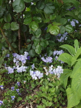 Phlox stolonifera 'Blue Ridge'