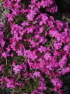 Phlox subulata 'Daniel'