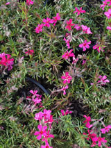 Phlox subulata 'Scarlet Flame'