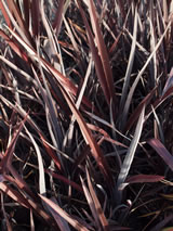 Phormium  'Black Panther'