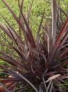 Phormium tenax 'Black Pepe'