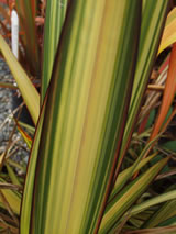 Phormium cookianum ssp, hookeri 'Cream Delight'