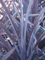 Phormium  'Dark Delight'