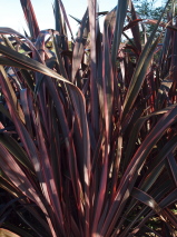 Phormium tenax 'Guardsman'