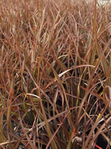 Phormium cookianum 'Jack Spratt'