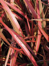 Phormium cookianum 'Jester'