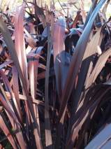 Phormium  'Majestic Rage'