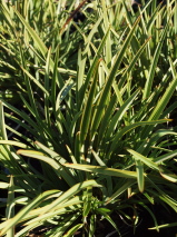 Phormium tenax 'Pepe'